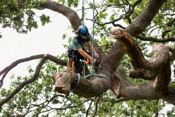 Professional Tree Services in Boulder, MT